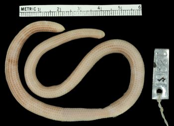 Media type: image;   Herpetology R-12361 Aspect: dorsal